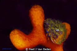 Blue-striped Hermit Crab and its camouflage by Peet J Van Eeden 